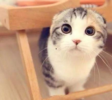 折耳猫娱乐吃瓜 第2张 折耳猫娱乐吃瓜 第2张