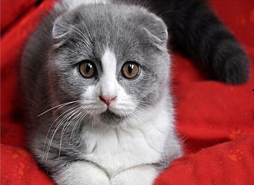 折耳猫娱乐吃瓜 第3张 折耳猫娱乐吃瓜 第3张
